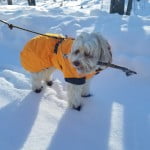Labradoodle wearing a Hurtta Expedition Dog Parka