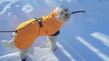 Labradoodle wearing a Hurtta Expedition Dog Parka
