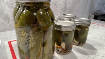 Open water bath canned spicy garlic dill pickles recipe made with cucumbers from Costco!