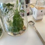 Pickle canning recipe - add dill, garlic, black pepper corns and whole mustard seed to the jars.