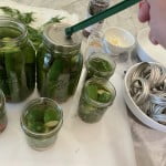Apply jar lid and ring to seal the pickle jars before they go into the canner water bath.